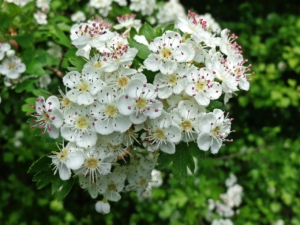 Weißdornblüten